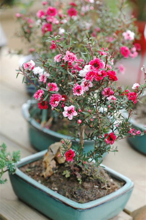 松紅梅盆栽|松紅梅 盆空間 Flower & Plant Studio｜植栽/盆栽人氣